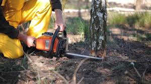 Best Tree Mulching  in Greenacres, CA