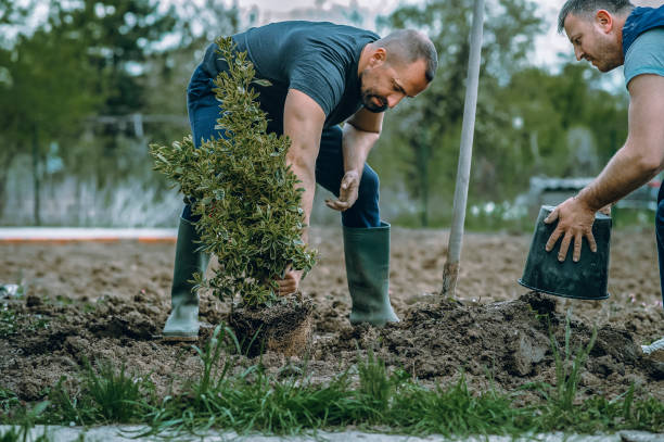 Best Tree Health Inspection  in Greenacres, CA