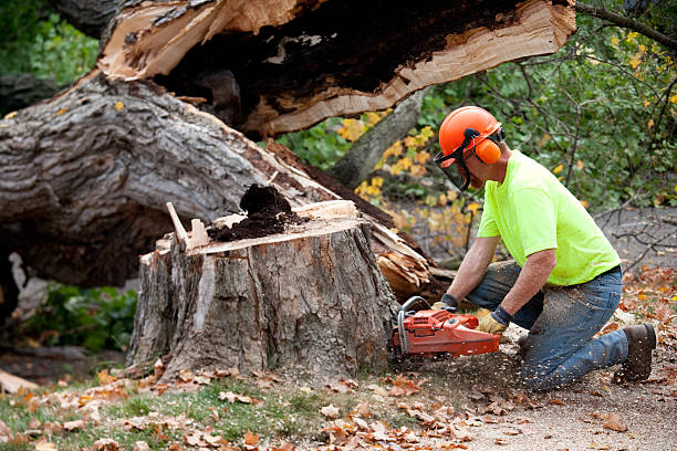 How Our Tree Care Process Works  in  Greenacres, CA