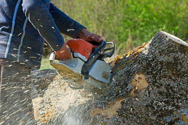 Best Arborist Consultation Services  in Greenacres, CA